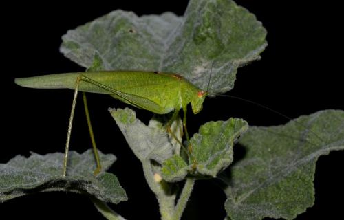 Phaneroptera nana